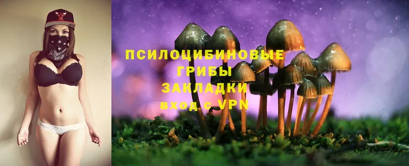 как найти   Волосово  Галлюциногенные грибы Psilocybine cubensis 